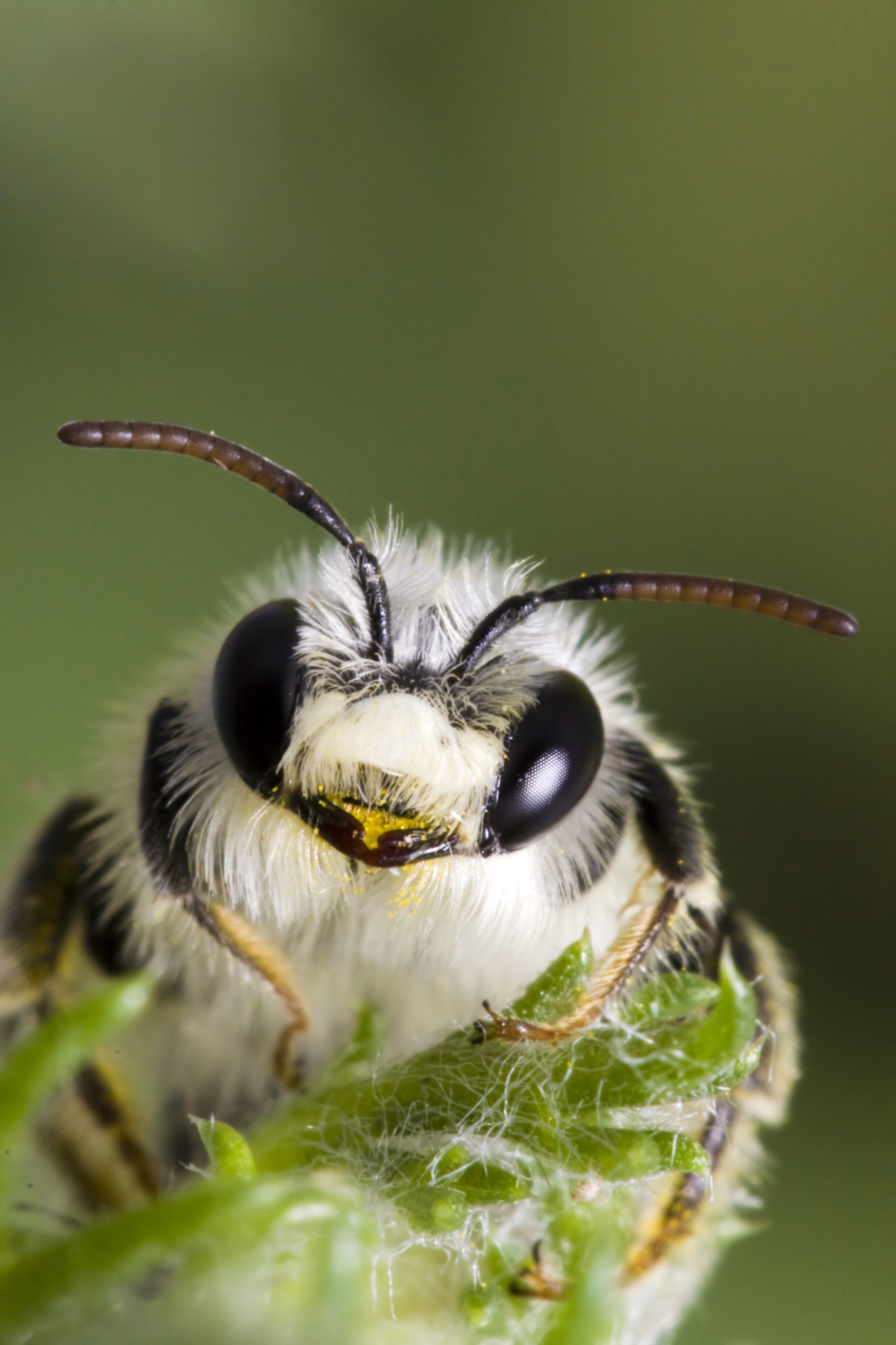 cute bumble bee