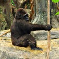a Gorilla (photographed 05/30/09)