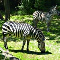 Zebras (photographed 05/30/09)