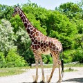 a Giraffe (photographed 05/30/09)