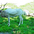 an Addax (or two, photographed 05/30/09)