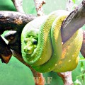 a green snake (photographed 05/30/09)