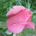 PINK ROSE