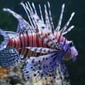 Dragon fish