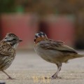 Casal de pássaros no Santuário do Caraça