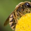 Female Halictus scabiosae