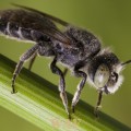 Male Megachilid bee (genus Hoplitis sp.)