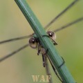 Damselfly