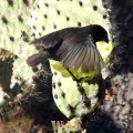 a Finch in Flight