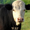 a Cow in the pasture in Pennsylvania 05/26/08