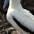 Blue beak on a Red Footed Boobie