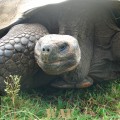 a Tortoise on the Galapagos Islands (the Highlands, at Santa Cruz Island 12/27/07)