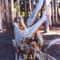 a Mangled Tree Stump in Wyoming