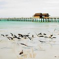 birds in flight at Naples Pier (Naples, FL December 2004)