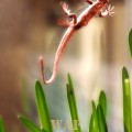 a Newt on a window