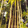 bamboo in an Oahu bamboo forest (2001)