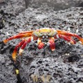 a Sally Hightfoot on the Galapagos Islands (Punta Cormorant, on Floreana Island 12/26/07)