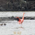 a Pelican and birds in the water on the Galapagos Islands (Punta Cormorant, on Floreana Island 12/26/07)