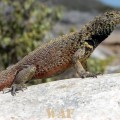 a Lava Lizard on the Galapagos Islands (Punta Suarez, at Espanola Island 12/25/07)