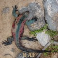 a Marine Iguana on the Galapagos Islands (Punta Suarez, at Espanola Island 12/25/07)