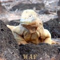 a Land Iguana on the Galapagos Islands (Santa Fe Island 12/24/07)
