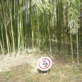 a sign at the bamboo trees saying "don't walk through the bamboo" at the Summer Palace (Beijing, China)