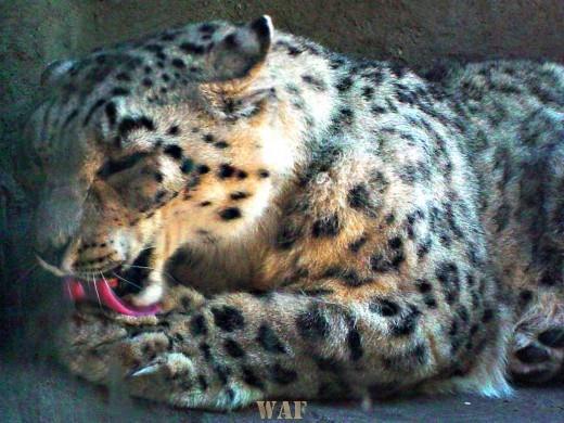 a Leopard (photographed 05/30/09)