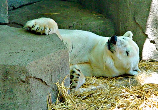 a Polar Bear (photographed 05/30/09)