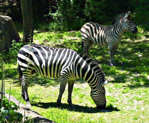 Zebras (photographed 05/30/09)