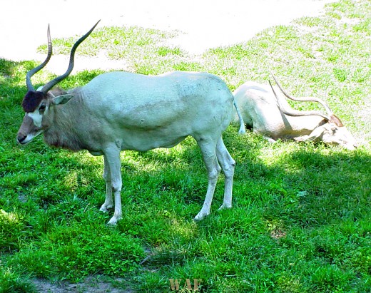 an Addax (or two, photographed 05/30/09)