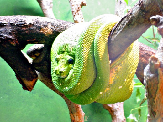 a green snake (photographed 05/30/09)