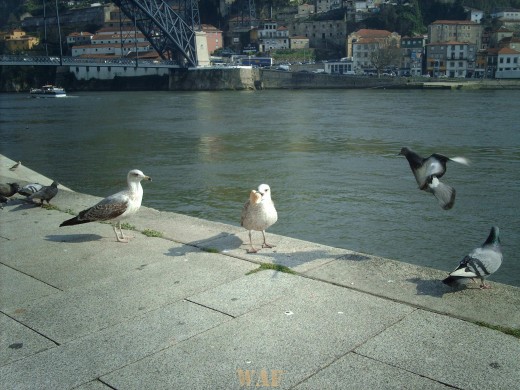 Pombas do Porto...