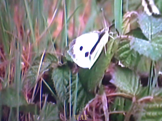 BORBOLETA 2