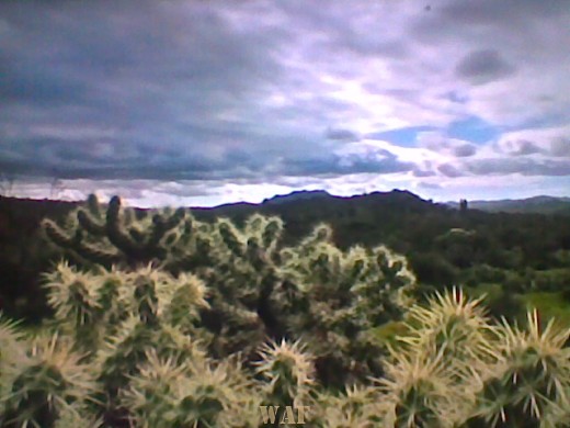 CÉU DE ESPINHOS