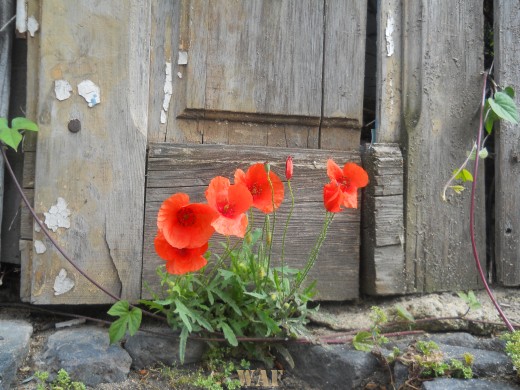 papoilas da primavera numa porta velha