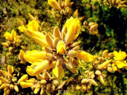 Amarelo esperança