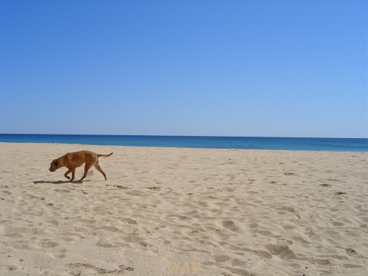 Cão