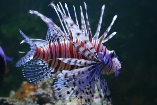 Dragon fish