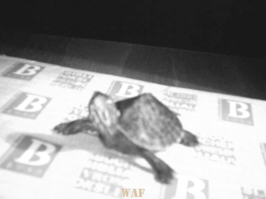 Turtle & Poetry