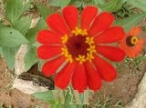 GERBERA VERMELHA