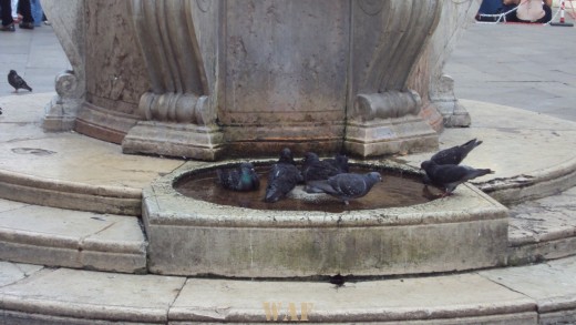 Pit Stop de Pombos em Veneza