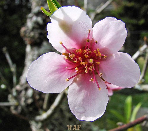 flor de pêssego