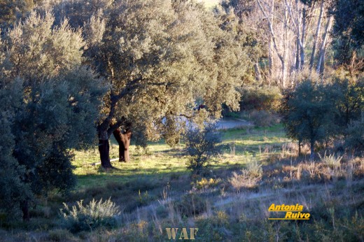 Alentejo