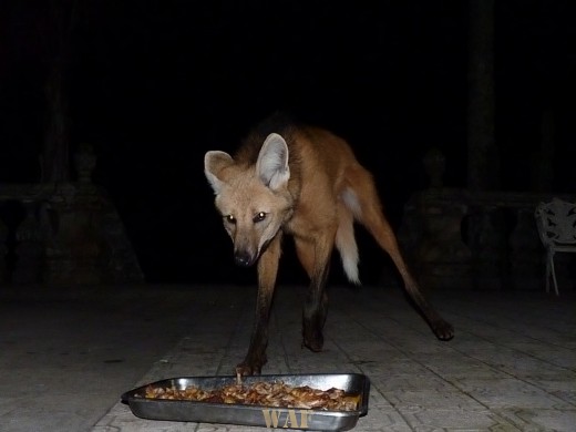 Lobo guará