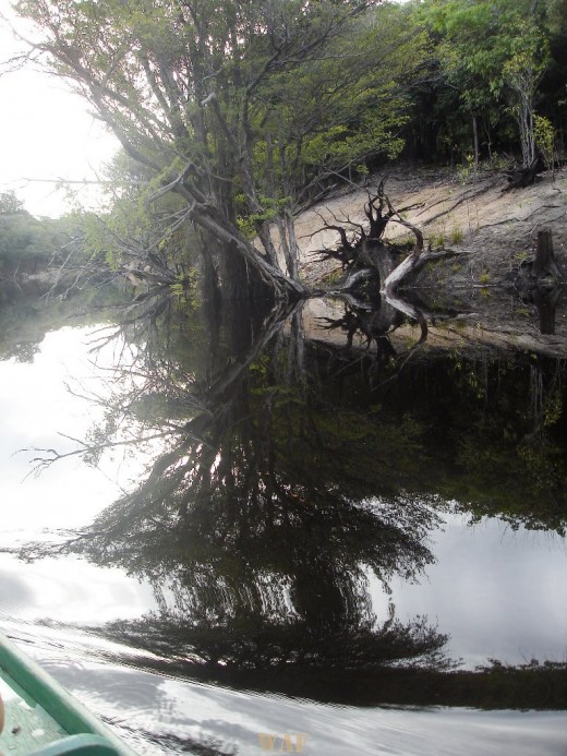 Reflexos/ Igarapé na Amazonia!