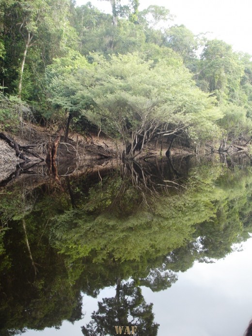 Igarapé em rio da Amazonia!