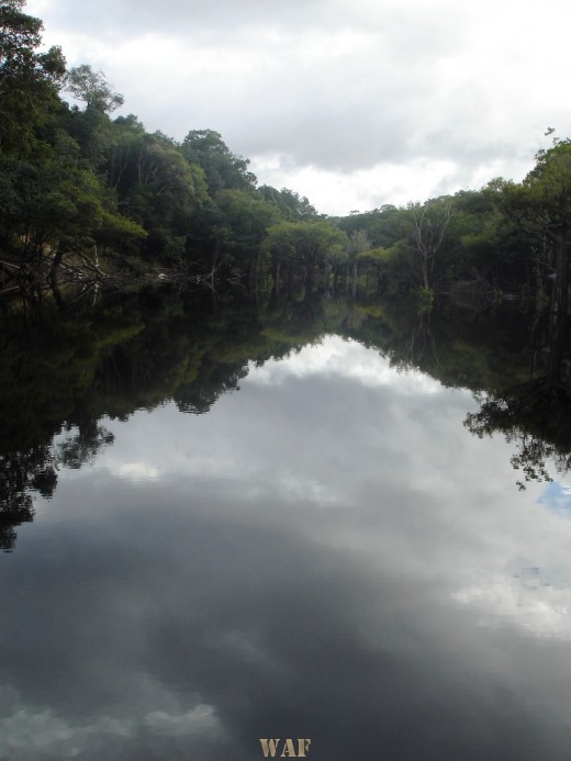 Igarapé em rio da Amazonia!