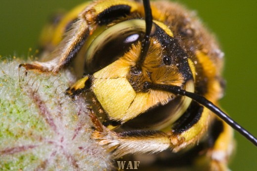 Wool Carder Bee (Anthidium manicatum)