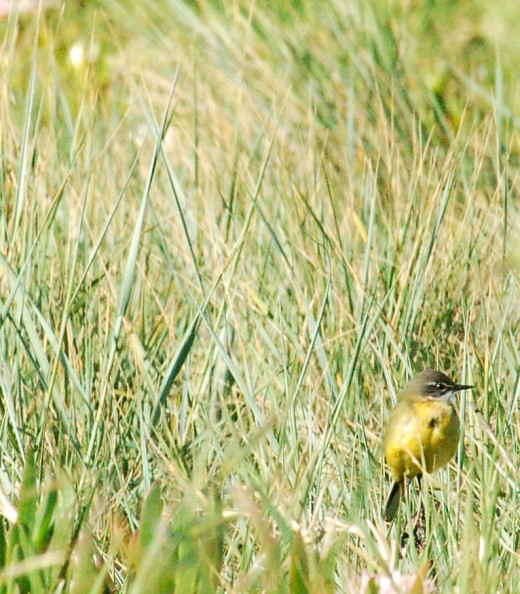 verde e amarelo