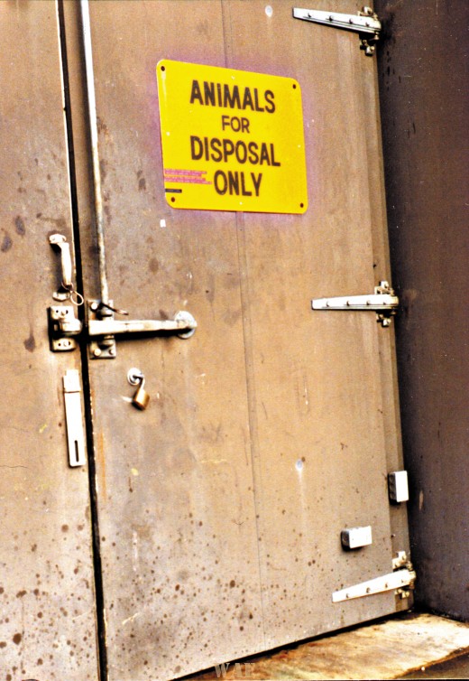 Animals for Disposal Only